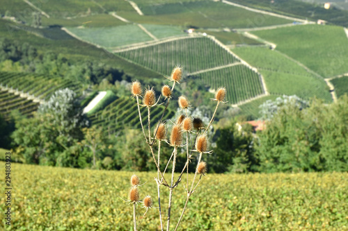 Langhe vineyards panorama