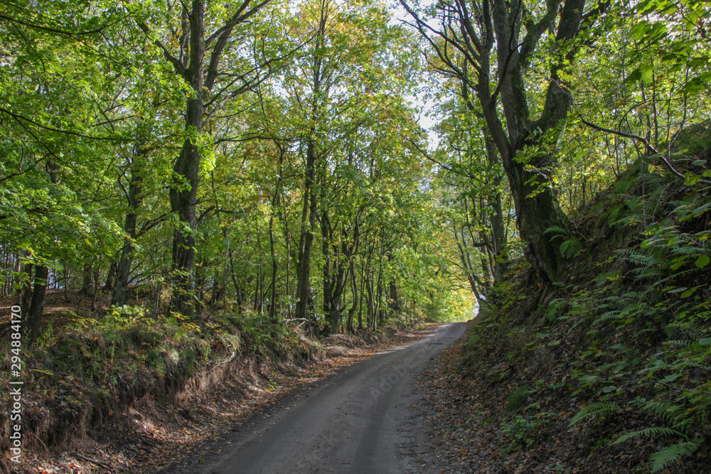 Fototapeta premium The road in the forest.