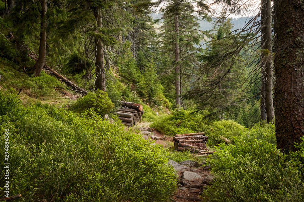 Footpath through Natural Forest of Krkonose mountains, Czechia