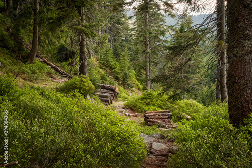 Obraz na płótnie Footpath through Natural Forest of Krkonose mountains, Czechia w salonie