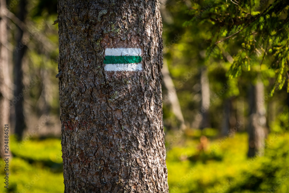 Green tourist sign pointing on spruce trunk in the czech woods.