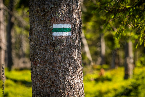 Obraz na płótnie Green tourist sign pointing on spruce trunk in the czech woods. w salonie