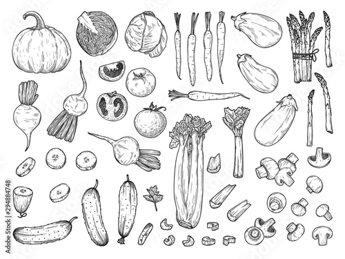 Sketch of different vegetables isolated on white background. Vector illustration