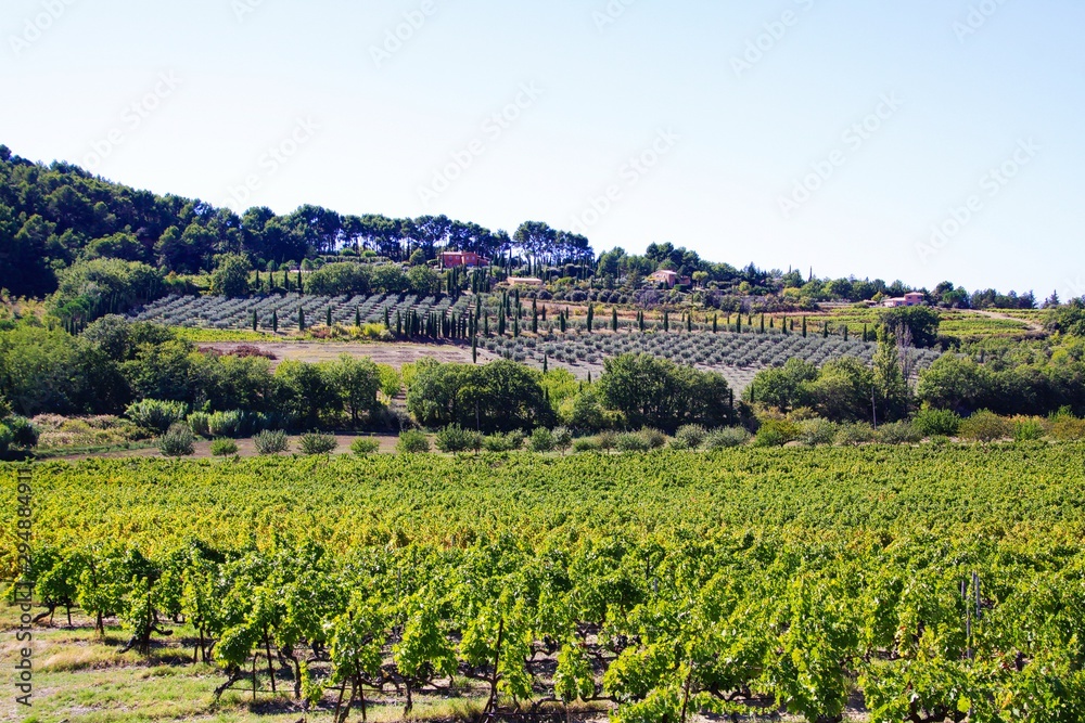 View on valley with vines, lavender plants after harvest, mediterranean cypress trees of vineyard in autumn sun - Gordes, Provence, France