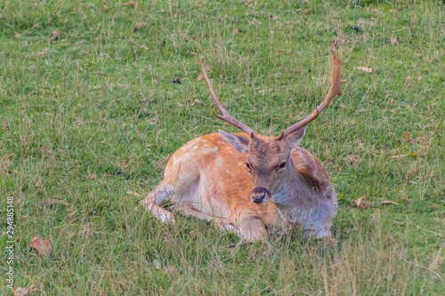 a fallow deer walking on a green meadow