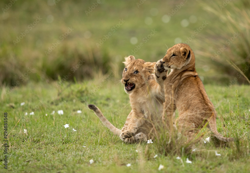 Fototapeta premium Lion cubs playing in Savannah, Masai Mara, Kenya