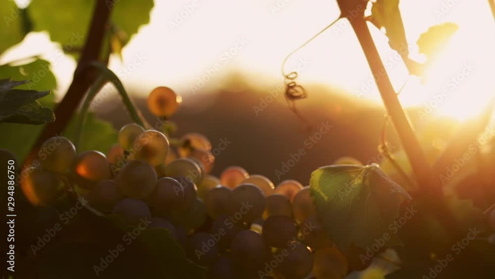 Grapevine with yellow grapes at sunset, dolly shot