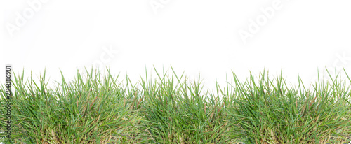 Grass with isolated white background