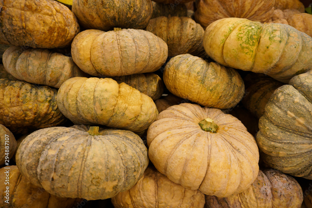 group of pumpkins pale gloomy color close-up lie tight on the stand group of pumpkins pale gloomy color close-up lie tight on the stand