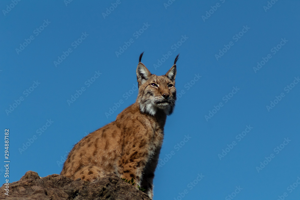 Obraz premium a boreal lynx resting in a green meadow
