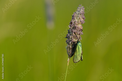 Ampfer-Grünwidderchen (Adscita statices) photo