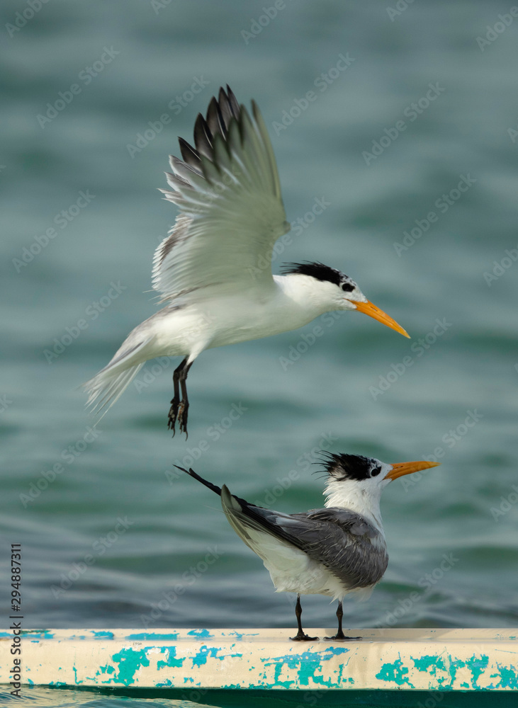 Obraz premium A Greater Crested Tern flying above another to find space to perch, Bahrain