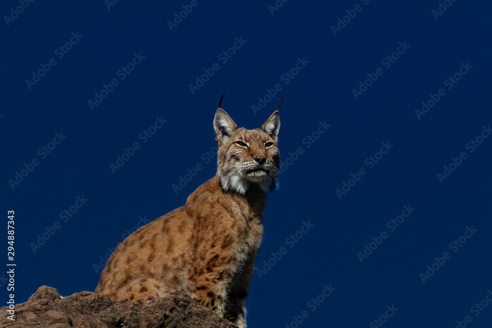 Fototapeta premium a boreal lynx resting in a green meadow