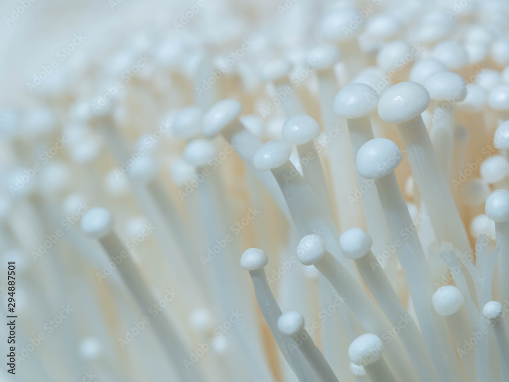 golden needle  Mushroom