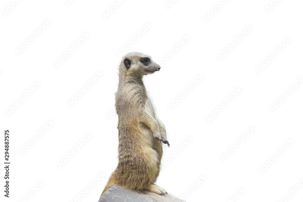 Fototapeta premium Meerkat with white background