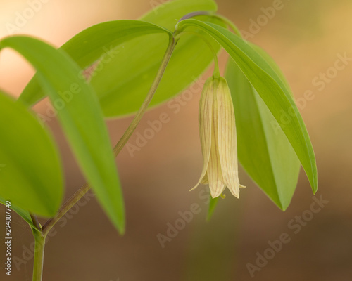 portrait of dangling sessile bellwort surrounded by drooping leaves 