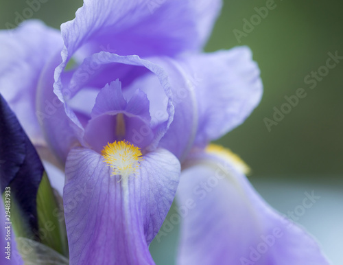 close-up portrait of beautiful, purple iris in garden