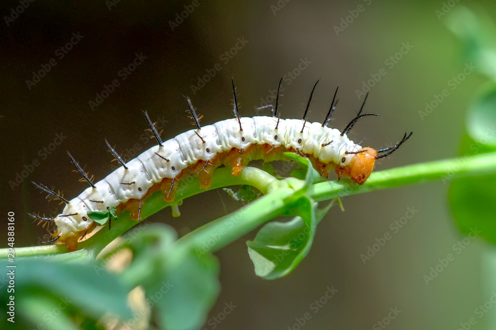 Fototapeta premium Beautiful Сaterpillar of butterfly - Stock Image