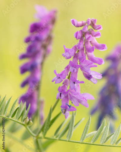 beautiful purple cow vetch found in a Pennsylvania meadow