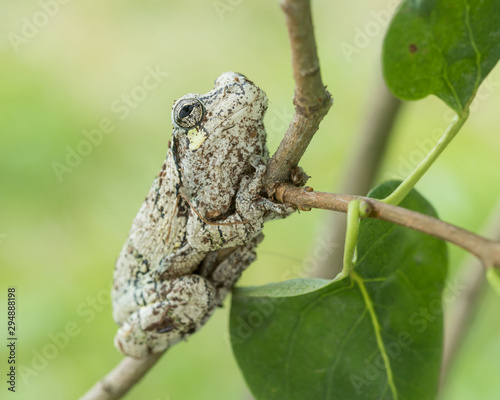 portrait of gray tree frog clinging to lilac branch in Pennsylvania
