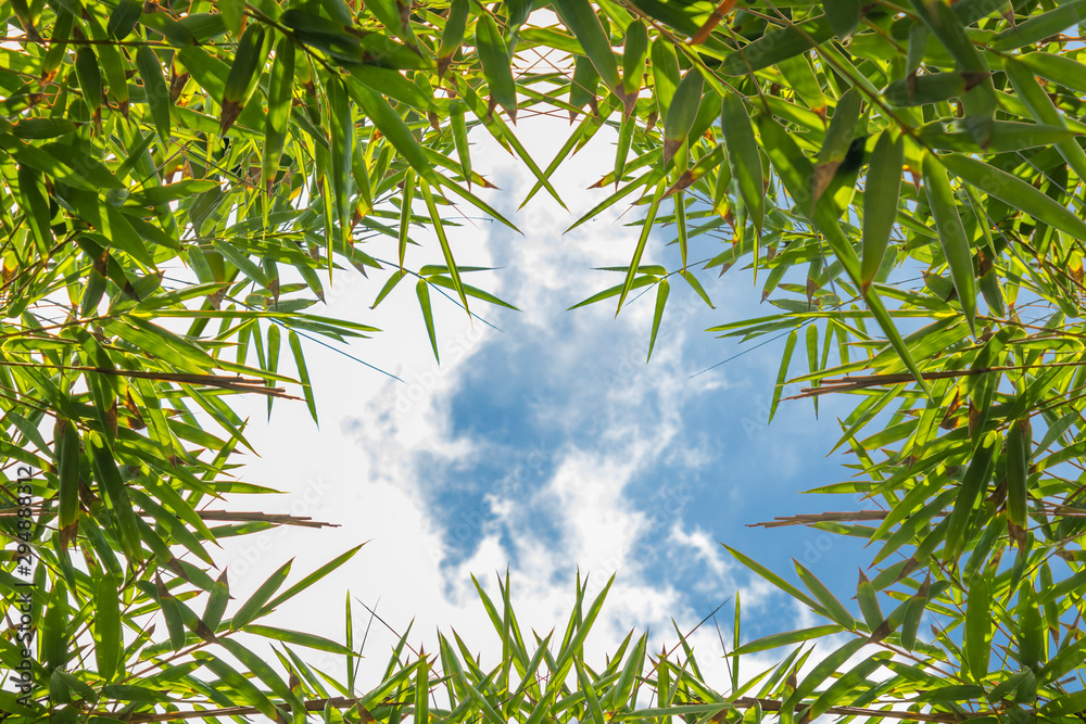 Naklejka premium Frame with bamboo leaves