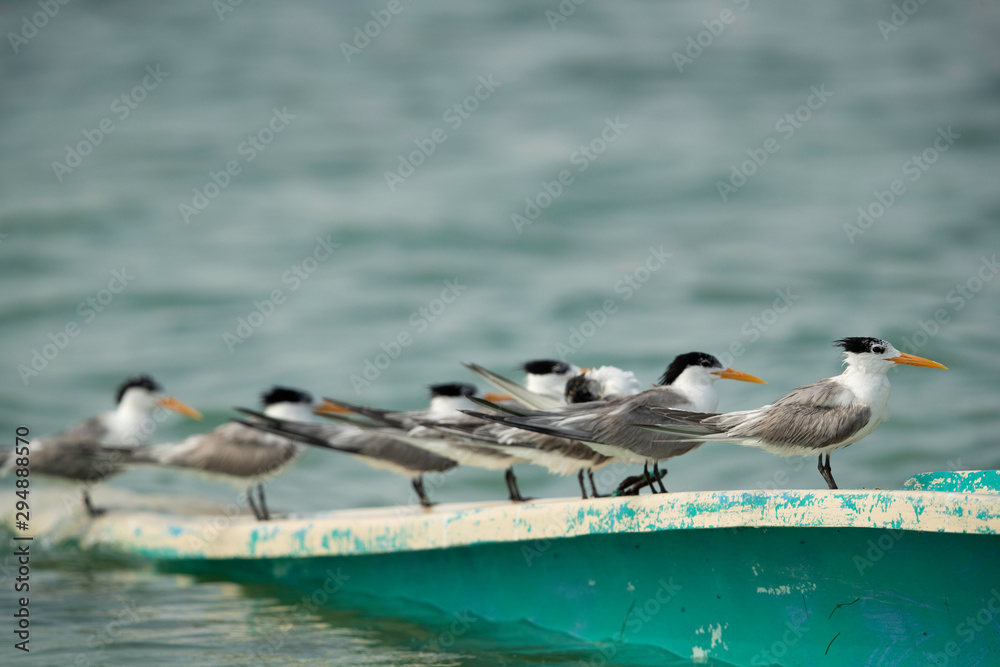 A flock of Greater crested terns perched on a parked boat at the Busaiteen coast, Bahrain A flock of Greater crested terns perched on a parked boat at the Busaiteen coast, Bahrain