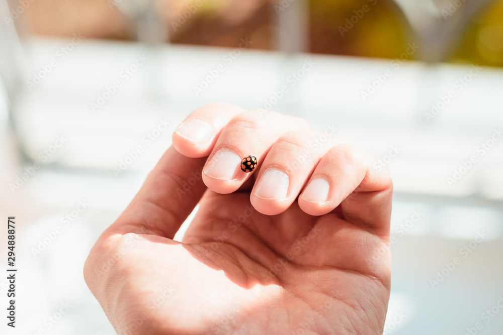 Ladybug on hand in the sun Ladybug on hand in the sun