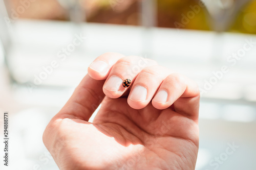 Ladybug on hand in the sun