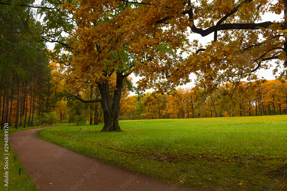 Autumn in the forest. Walk in the Park. Saint-Petersburg. Pushkin. Tsarskoe selo.