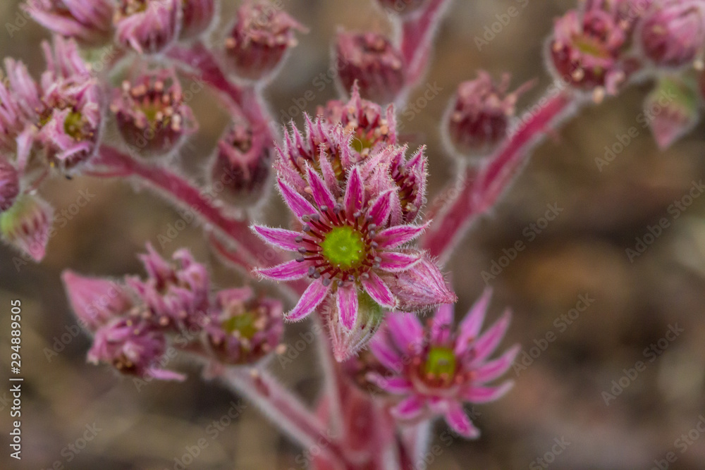 Blume Blume