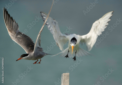 Greater crested tern pushing out the white-cheeked tern to perch on wooden log  Bahrain