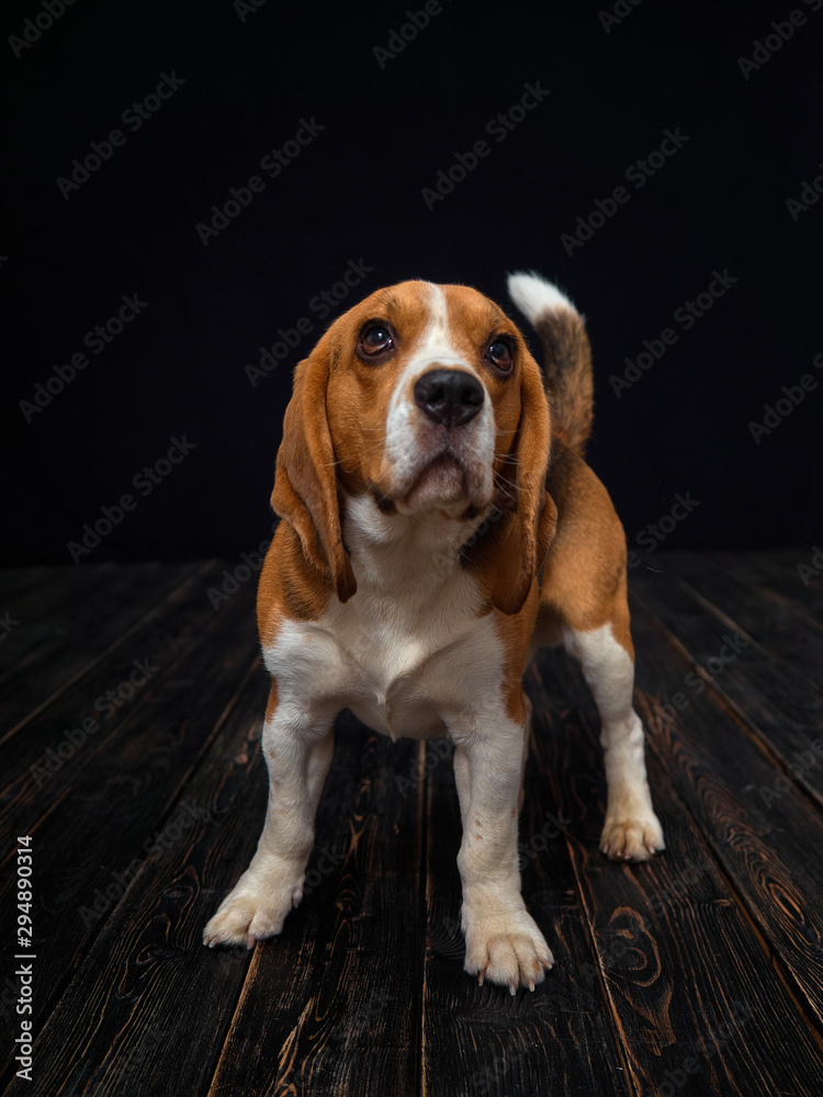 Beagle dog portrait shot in photo studio on black background and wooden floor.The dog made a grimace.