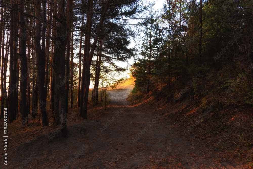 forest in the early morning, illuminated by the first rays of the sun forest in the early morning, illuminated by the first rays of the sun