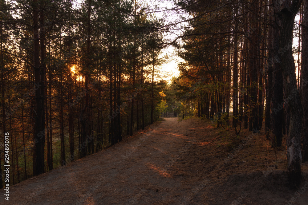 Fototapeta premium forest in the early morning, illuminated by the first rays of the sun
