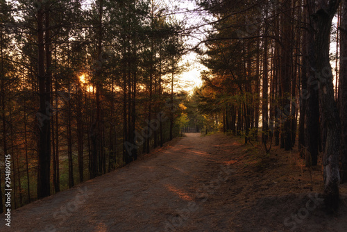 forest in the early morning  illuminated by the first rays of the sun