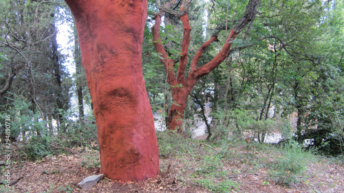 Quercus suber, cork oak tree without bark photo