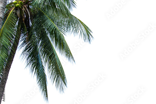  coconut leaf with white background  © pichit