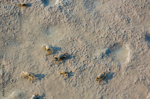 Crab walking in mud