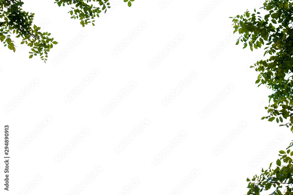 leaf frame with white background leaf frame with white background