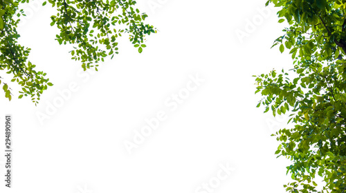 leaf frame with white background