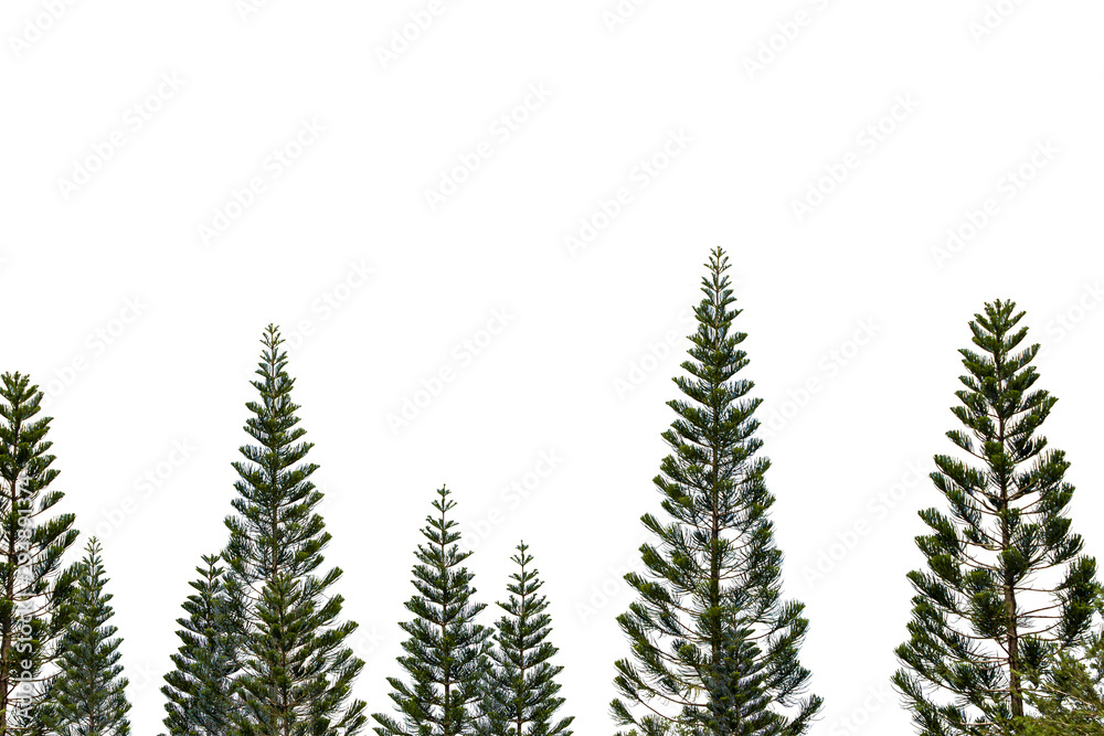 Obraz premium christmas tree isolated on white background
