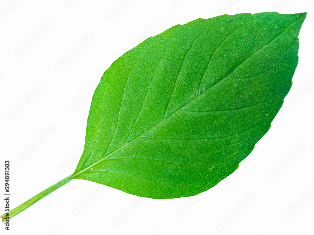 green leaf isolated on white background - obrazy, fototapety, plakaty 