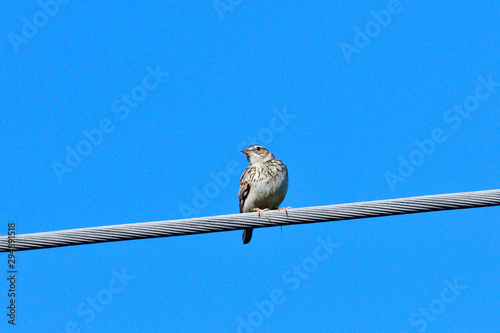 Baumpieper auf einer sitzwarte photo