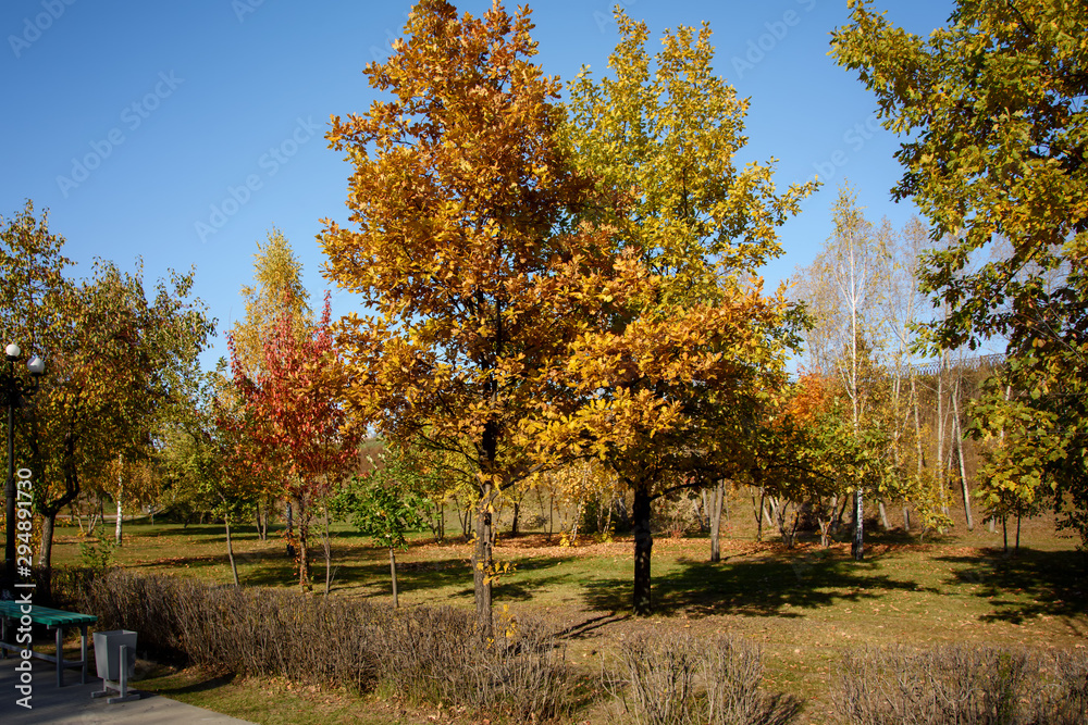 trees in the Park with autumn foliage on a Sunny day