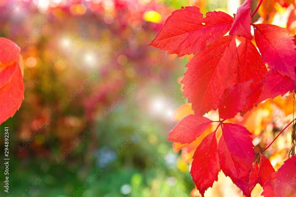 Autumn yellow and red leaves in the foreground and bright background with bokeh and sun rays in the background. Incredible colorful autumn texture. Ideal for postcards, text, banner.