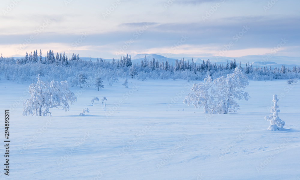 Snow covered trees Snow covered trees