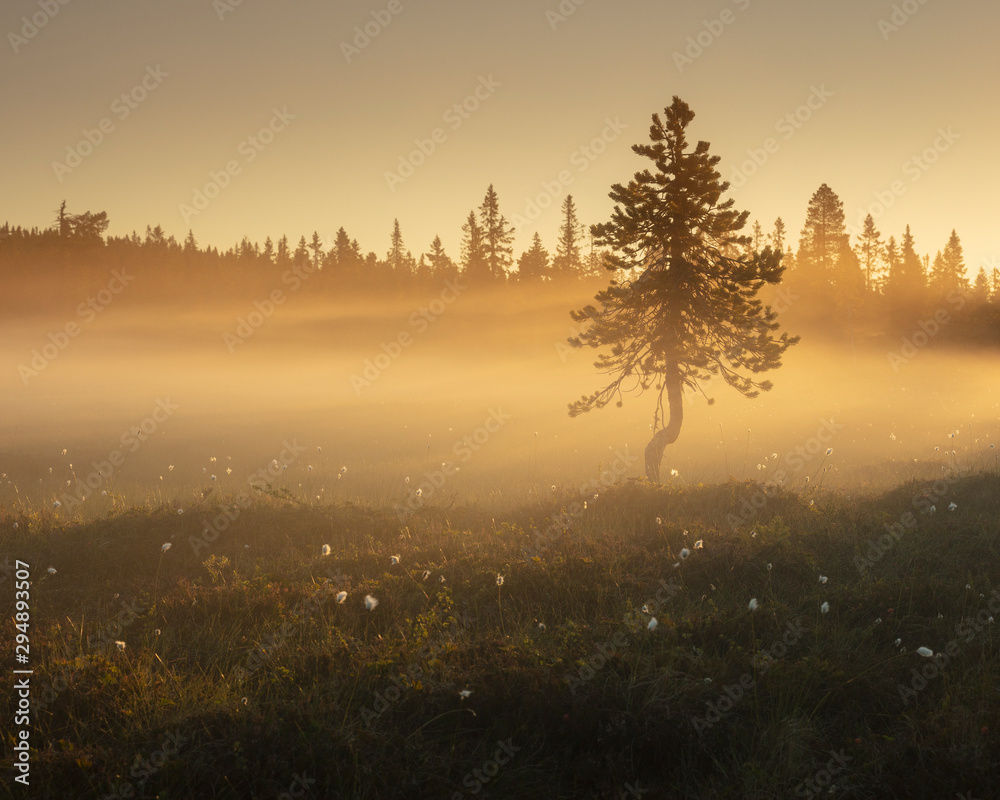 Pine trees at sunset in Koppgangen Nature Reserve, Sweden Pine trees at sunset in Koppgangen Nature Reserve, Sweden