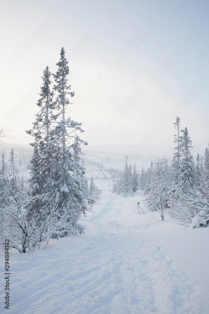 Ski track between trees