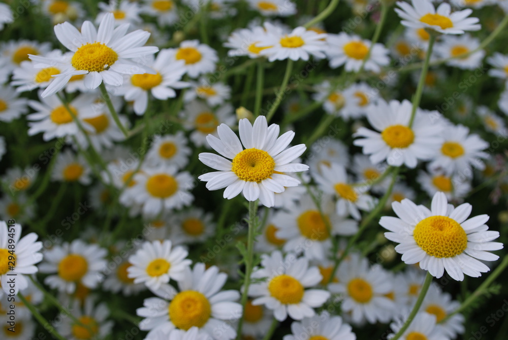 field of daisies