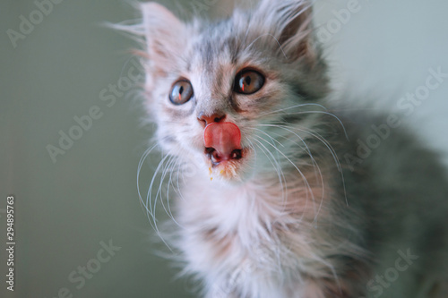 Gray kitten licks his lips.